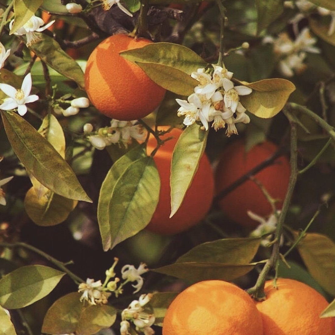 What is Neroli and Why Your Skin Loves It
