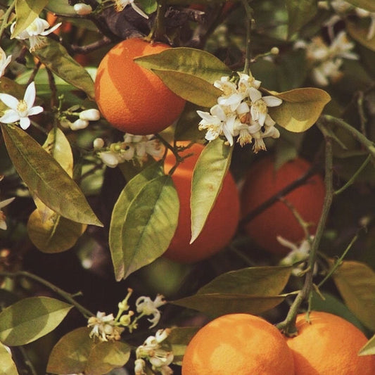 What is Neroli and Why Your Skin Loves It